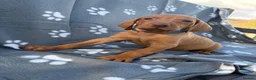 Hungarian Vizsla dogs for sale: Beautiful KC Reg Hungarian Vizsla Puppies - Advert 30