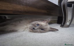 Ragdoll cats for sale: Loving 3-Year-Old Ragdoll Cat Looking for New Home - Image 4