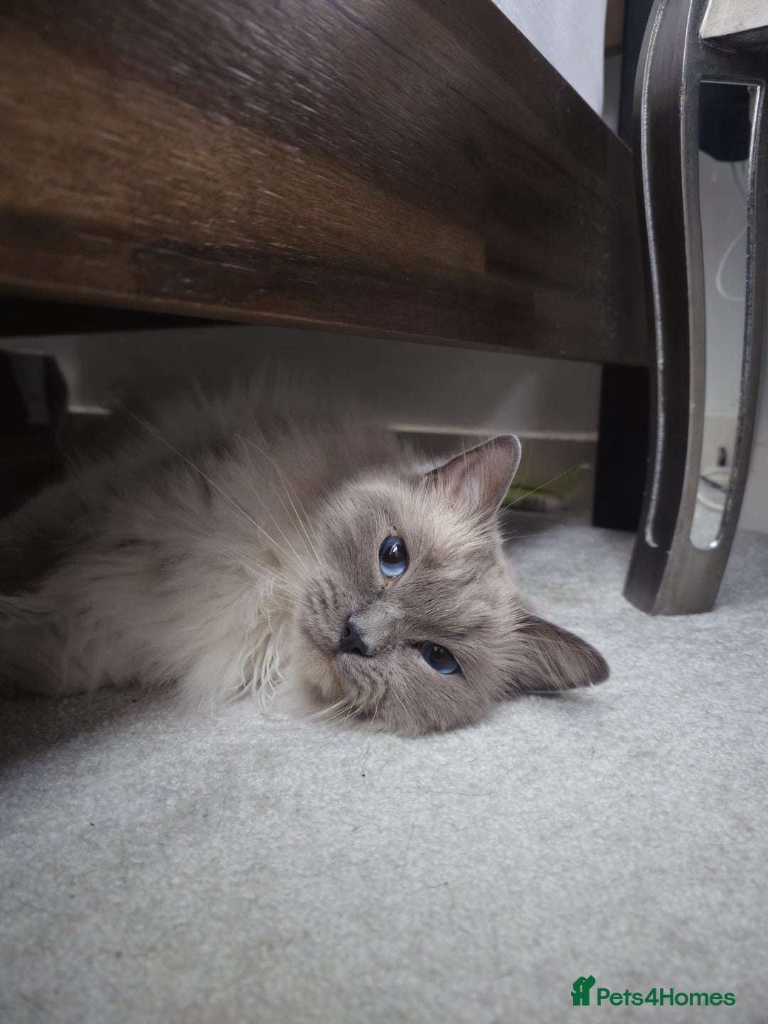 Ragdoll cats for sale: Loving 3-Year-Old Ragdoll Cat Looking for New Home - Image 4
