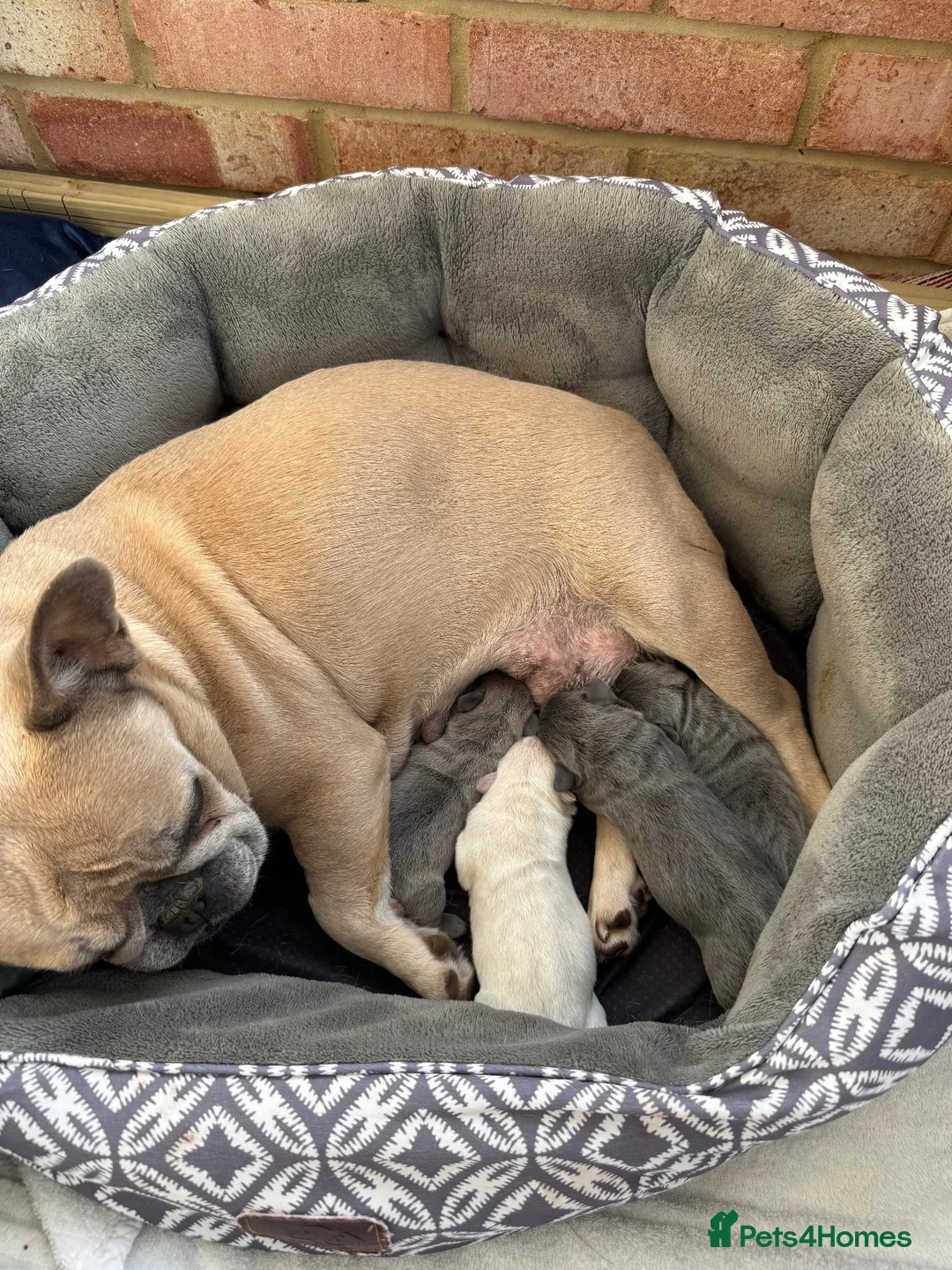 French Bulldog dogs for sale: French bulldog  in Maidstone - Advert 2