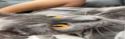 British Shorthair cats for sale: URGENT Beautiful British Shorthair mixed kittens  - Advert 6