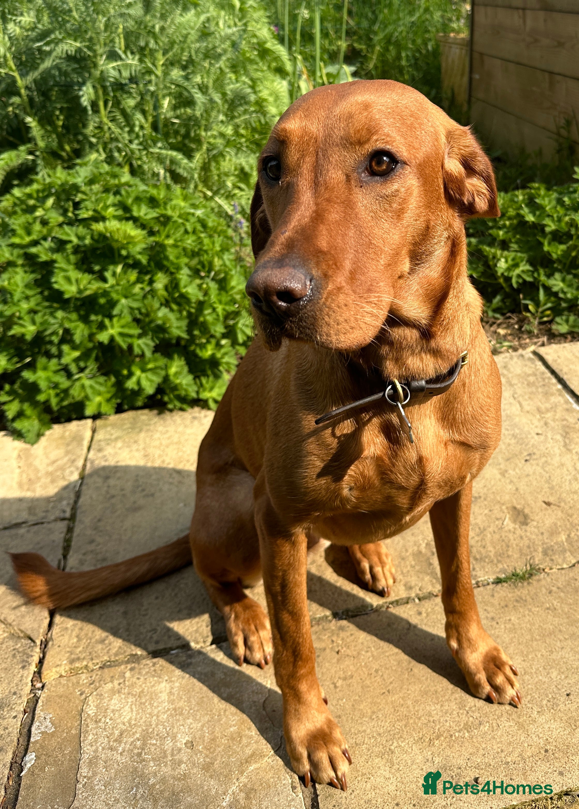 Labrador Retriever dogs Fox Red Labrador Puppies - Advert 2