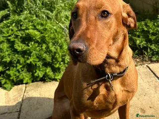 Labrador Retriever dogs Fox Red Labrador Puppies - Advert 2