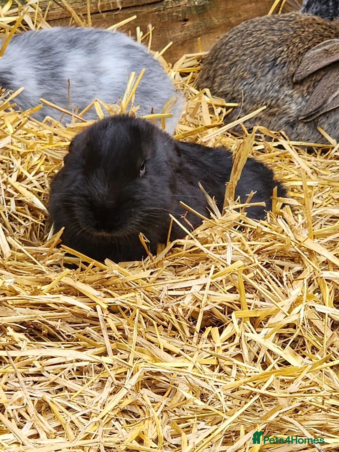 Continental Giant rabbits for sale: Reserved pending collection  - Advert 2