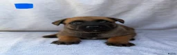 Belgian Shepherd Dog dogs for sale: Belgian Malinois puppies  - Advert 10
