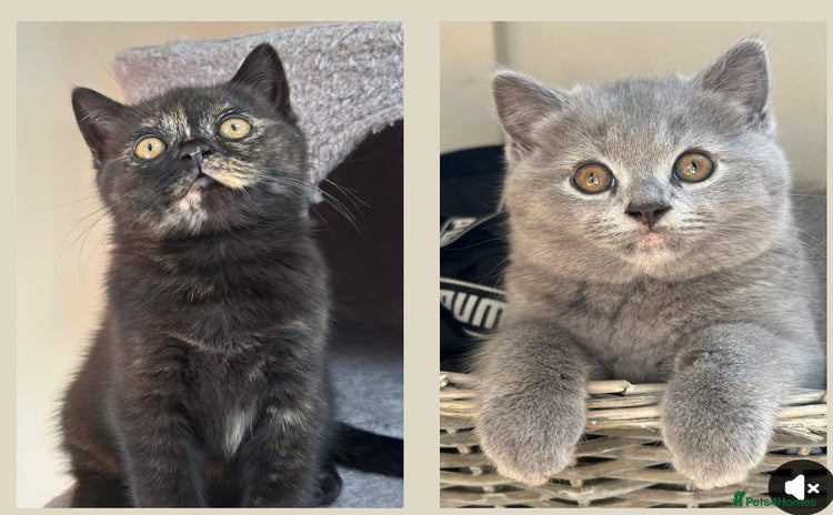 British Shorthair cats - Advert 14