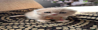 Scottish Fold Shorthair Kitten 4