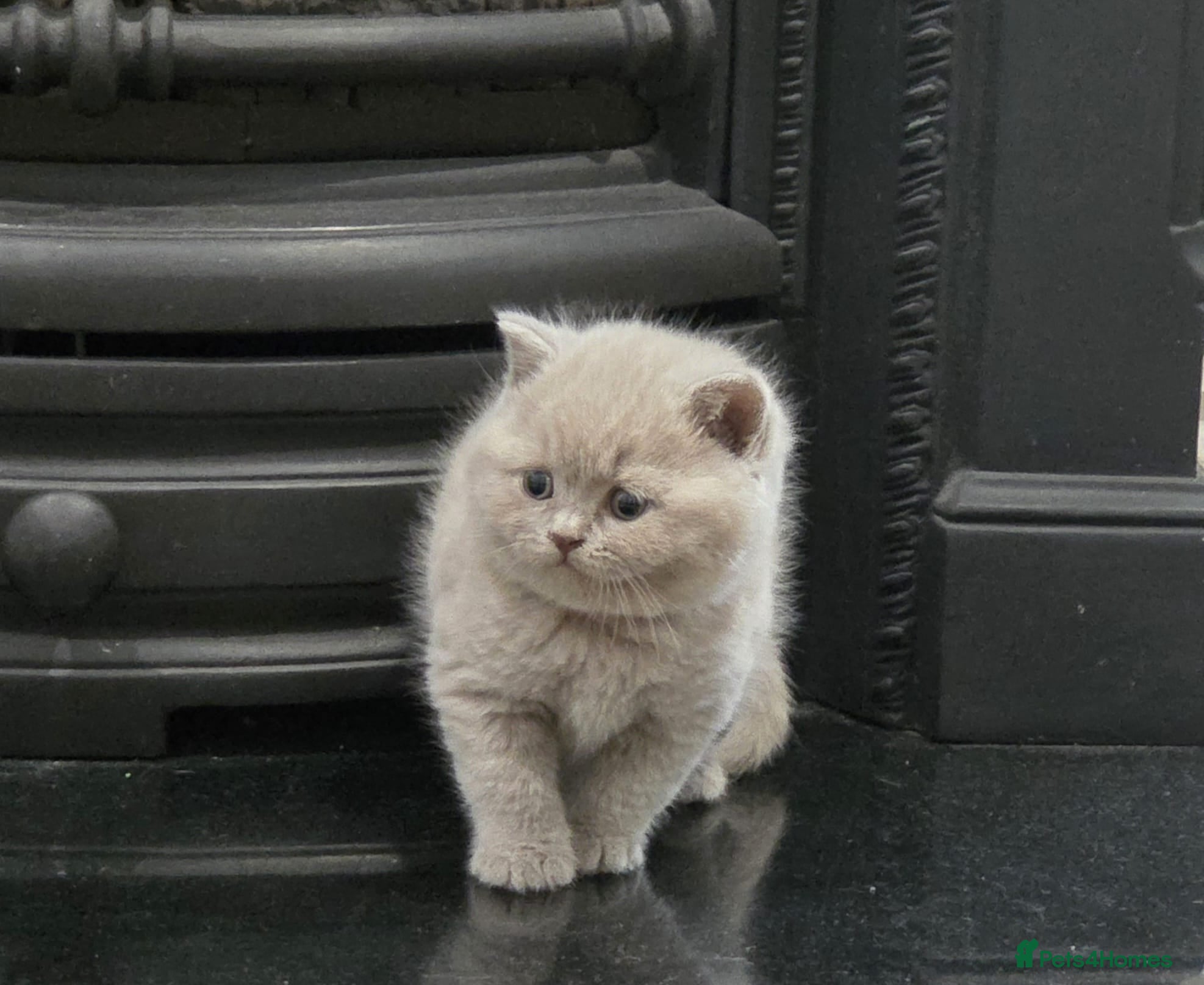 British Shorthair cats Gorgeous Pure British Shorthair Teddy Bear Kittens - Advert 2