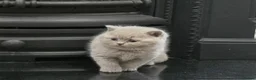 British Shorthair cats for sale: Gorgeous Pure British Shorthair Teddy Bear Kittens - Advert 2