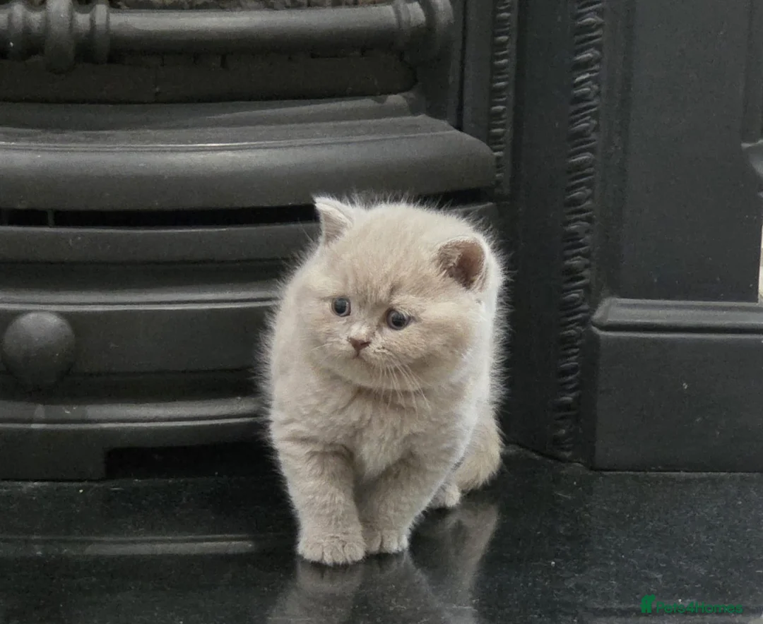British Shorthair cats for sale: Gorgeous Pure British Shorthair Teddy Bear Kittens - Advert 2
