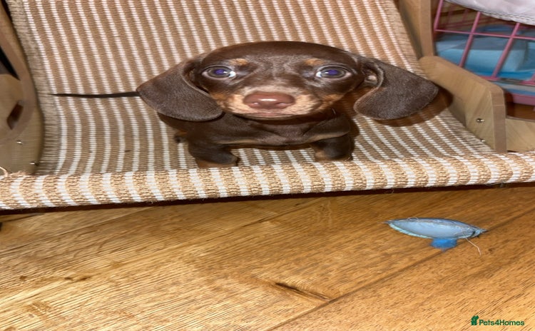 Miniature Dachshund dogs - Advert 3