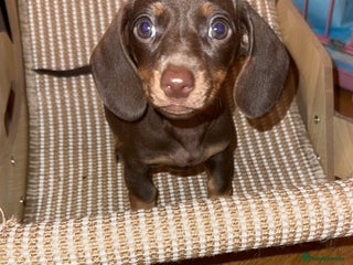 Miniature Dachshund dogs - Advert 1