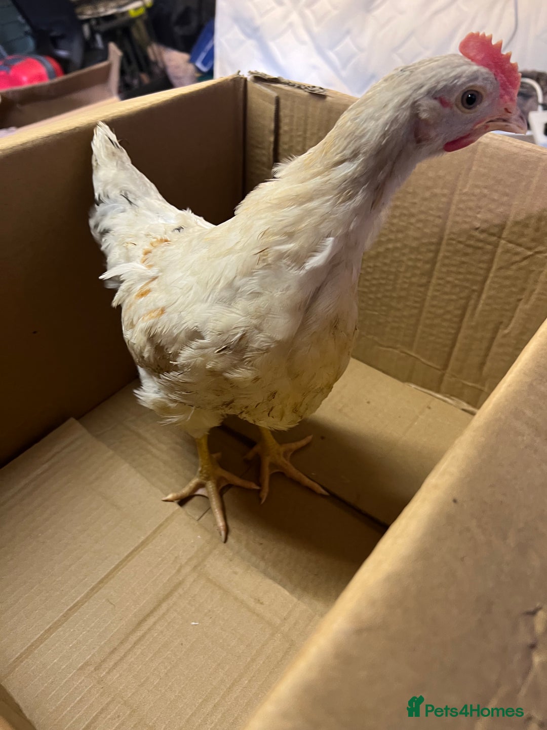 Chickens poultry for sale: White leghorns and Chicks - Advert 7