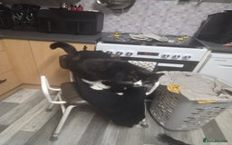 British Shorthair cats for sale: Teddy - Image 3