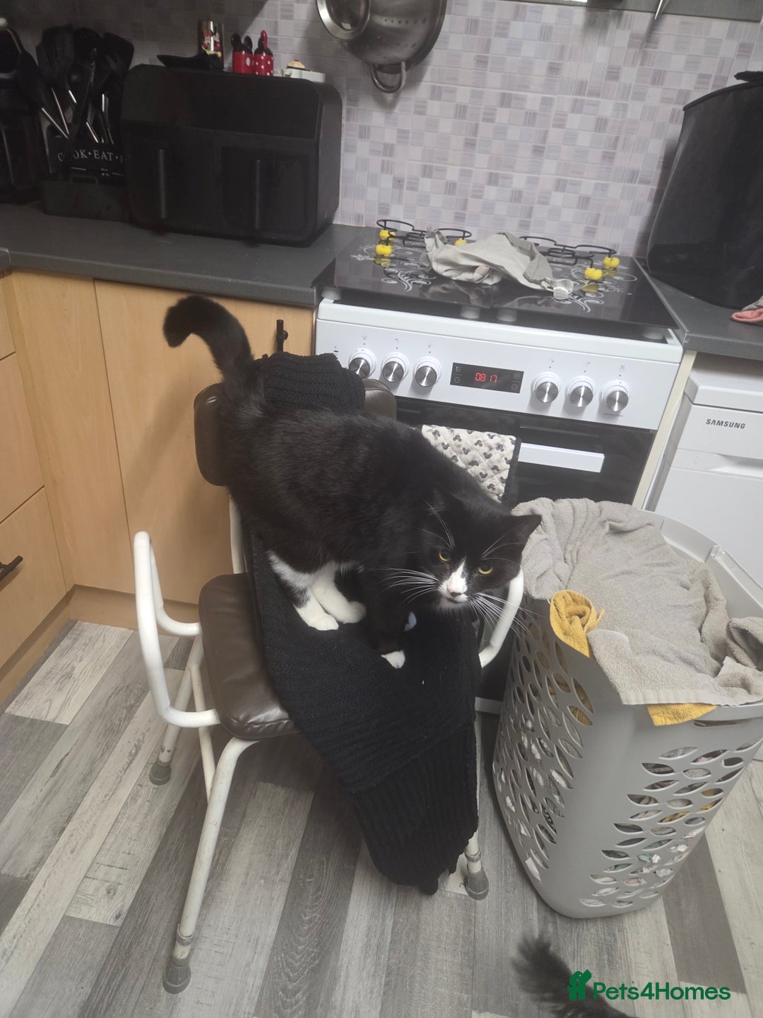 British Shorthair cats for sale: Teddy - Image 3