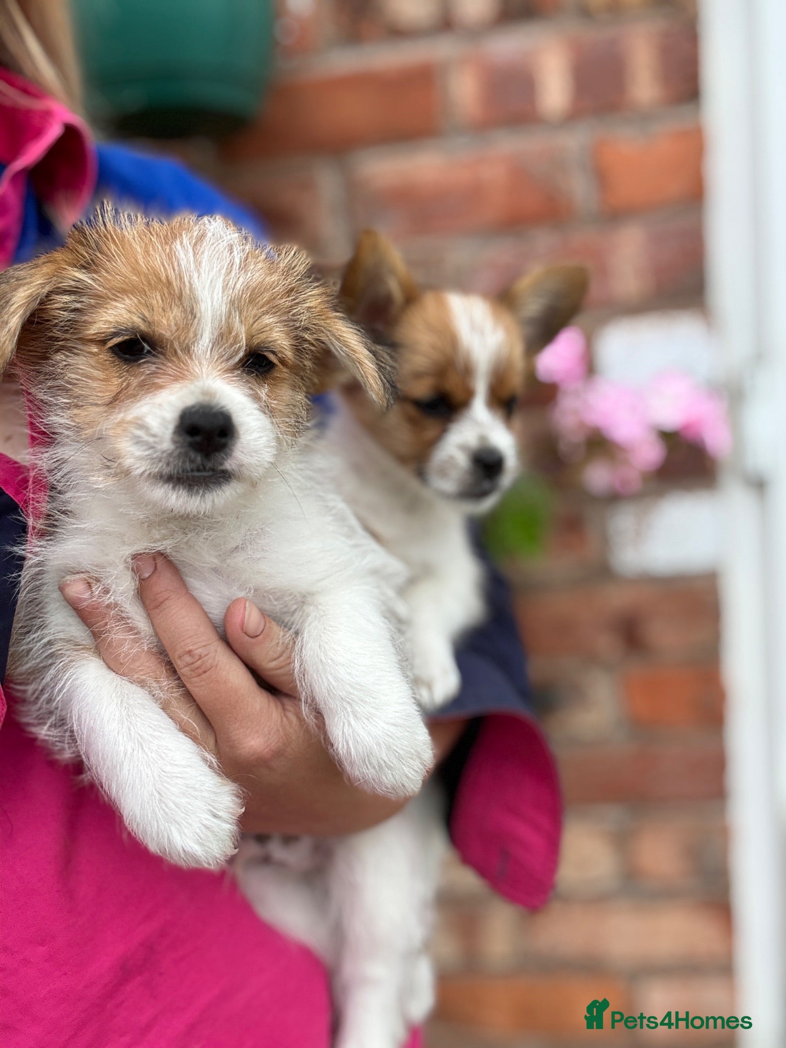 Mixed Breed dogs Beautiful Jack Russell X puppies  - Advert 2