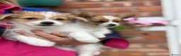 Mixed Breed dogs for sale: Beautiful Jack Russell X puppies  - Advert 2