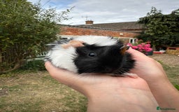 Guinea Pig rodents for sale: Two boy guinea pigs  - Image 7