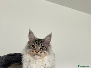 Maine Coon cats for stud in Glasgow - Advert 1