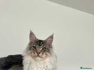 Maine Coon cats STUD ONLY Maine Coon boy Silver Blue Tabby in Glasgow - Advert 3