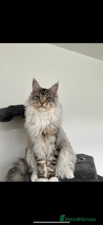 Maine Coon cats STUD ONLY Maine Coon boy Silver Blue Tabby in Glasgow - Advert 2