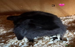 French Lop rabbits for sale: French lop - Image 3