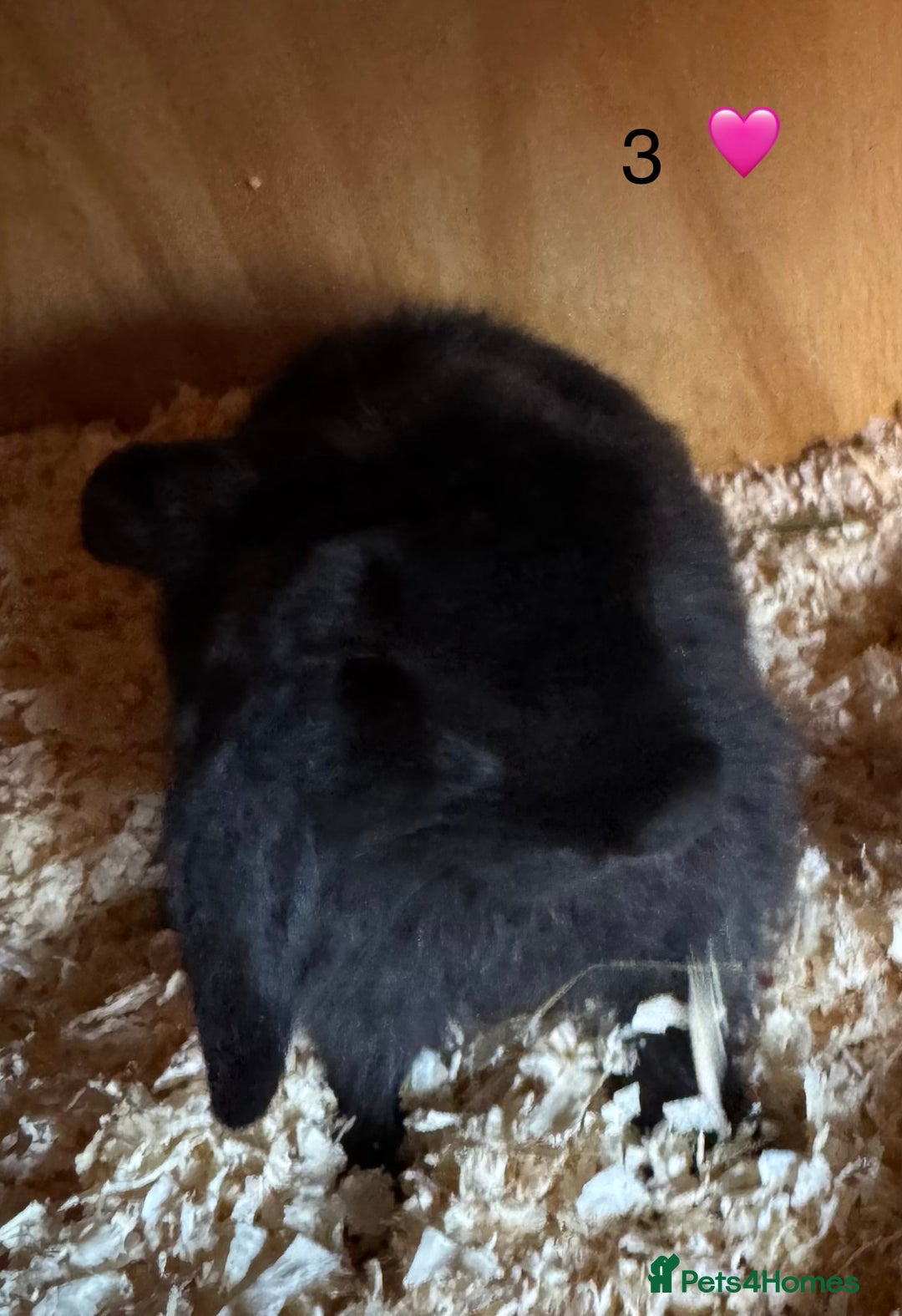 French Lop rabbits for sale: French lop - Image 3