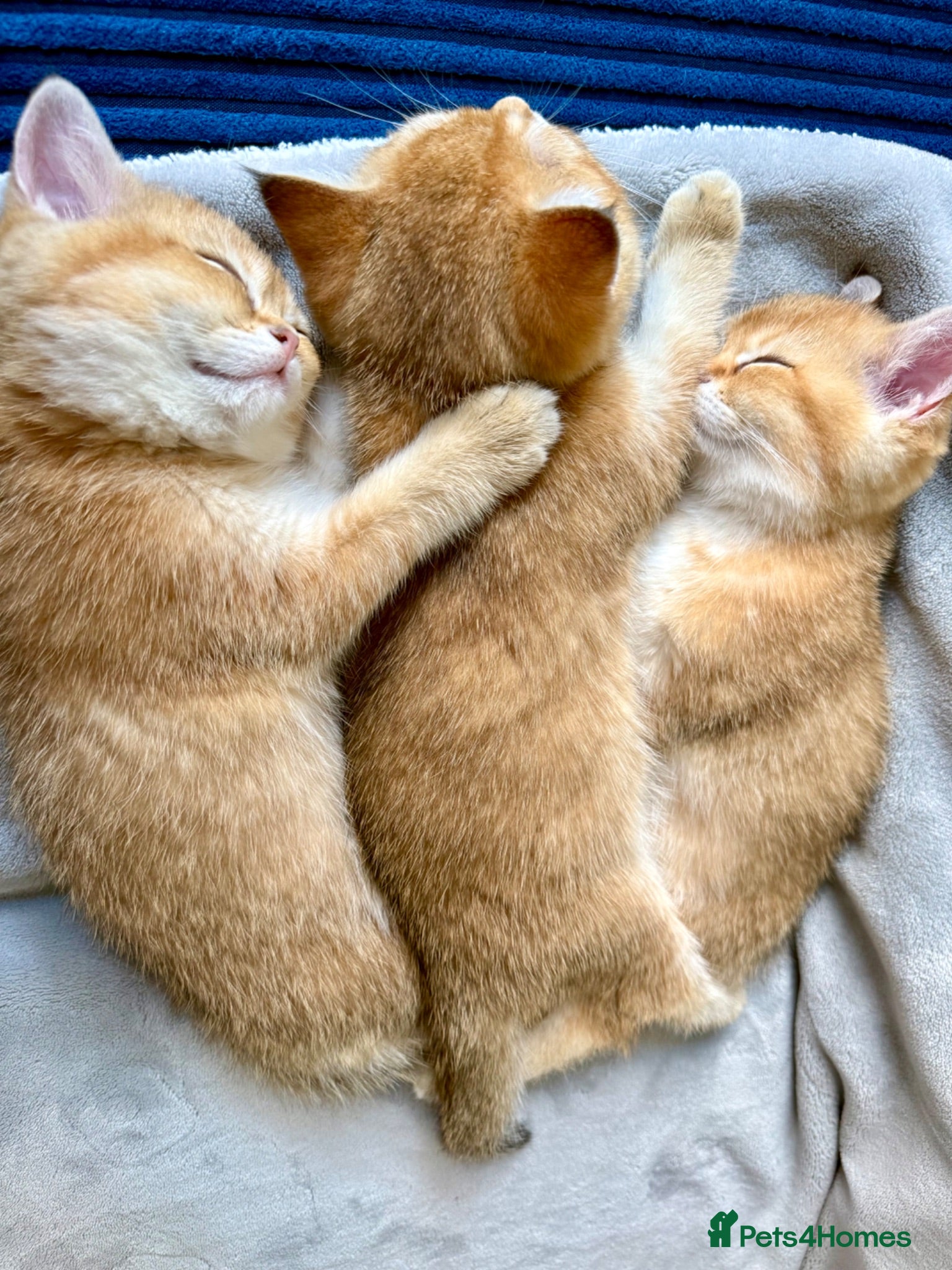 British Shorthair cats 🐾 Beautiful British Shorthair Golden Kittens 🐾 - Advert 2