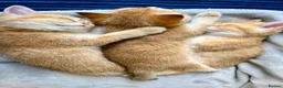 British Shorthair cats for sale: 🐾 Champion Bloodline BSH Golden Kittens 🐾 - Advert 4