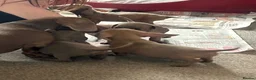 Dachshund dogs for sale: Dachshund Puppies  in Dudley - Advert 3