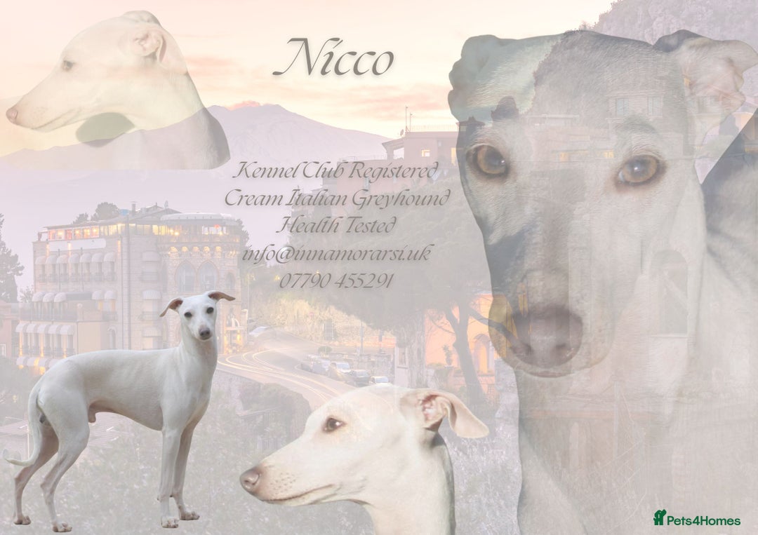 Italian Greyhound dogs for stud: Cream Italian Greyhound for Stud KC Registered - Advert 1