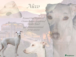 Italian Greyhound dogs - Advert 1
