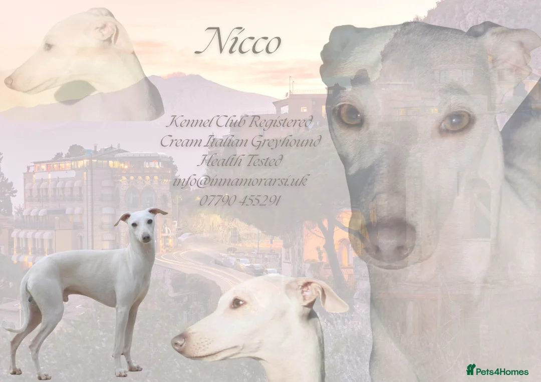 Italian Greyhound dogs for stud: Cream Italian Greyhound for Stud KC Registered - Advert 1