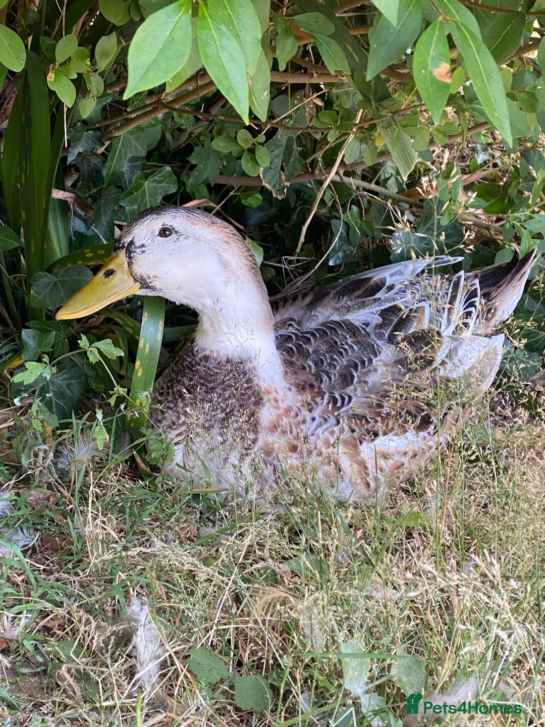 Ducks poultry for sale: Large Silver Appleyard Ducks - Advert 2