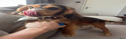 Cocker Spaniel dogs for sale: 8 month old cocker spaniel bitch  - Advert 4
