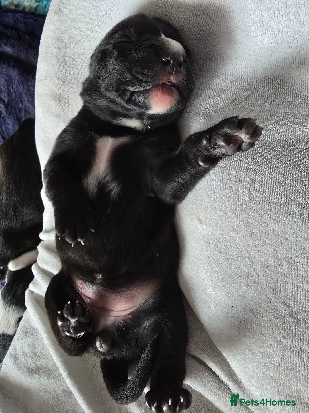 Mixed Breed dogs for sale: Short haired Collie pups - Image 7