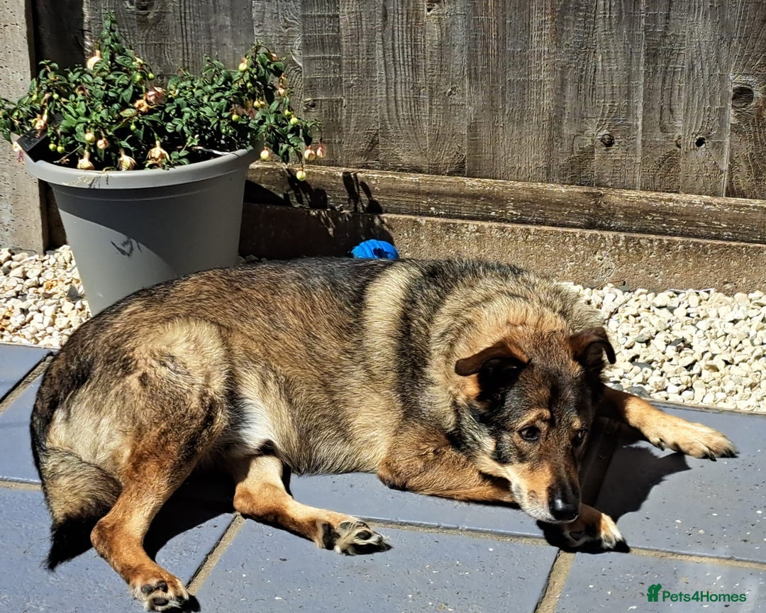 Shepsky dogs for sale: Home Wanted for German Shepherd x Husky - Advert 3