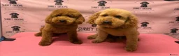 Cockapoo dogs for sale: Two stunning girls available  - Advert 2