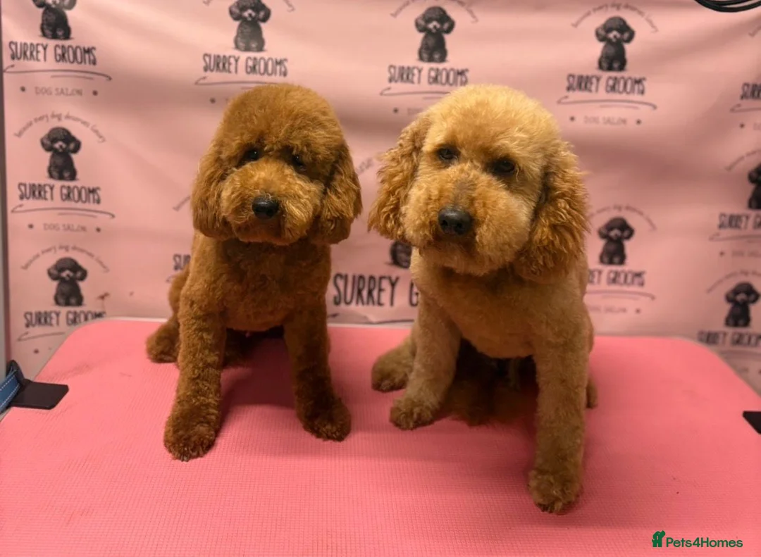 Cockapoo dogs for sale: Two stunning girls available  - Advert 2