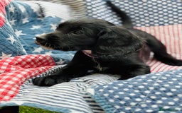 Cocker Spaniel dogs for sale: KC working cocker spaniel puppies - Image 13