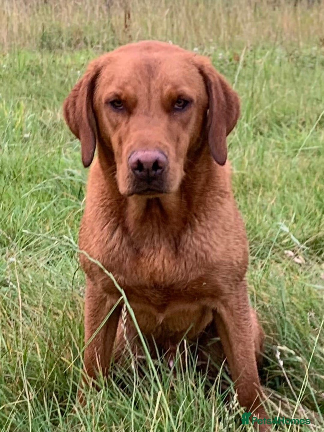 Labrador Retriever dogs for stud: Fully health tested, stunning Labradors - Image 12