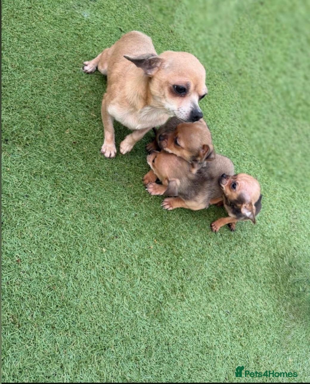 Chihuahua dogs 3 stunning chihuahua puppies ready to go  - Advert 6