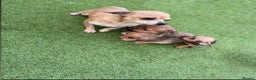 Chihuahua dogs for sale: 3 stunning chihuahua puppies ready to go  - Advert 1