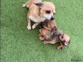 Chihuahua dogs 3 stunning chihuahua puppies ready to go - Advert 10