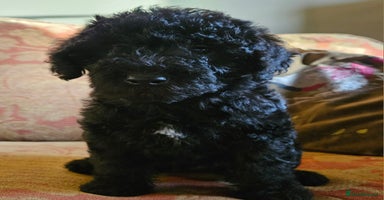 Mixed Breed dogs - Advert 10