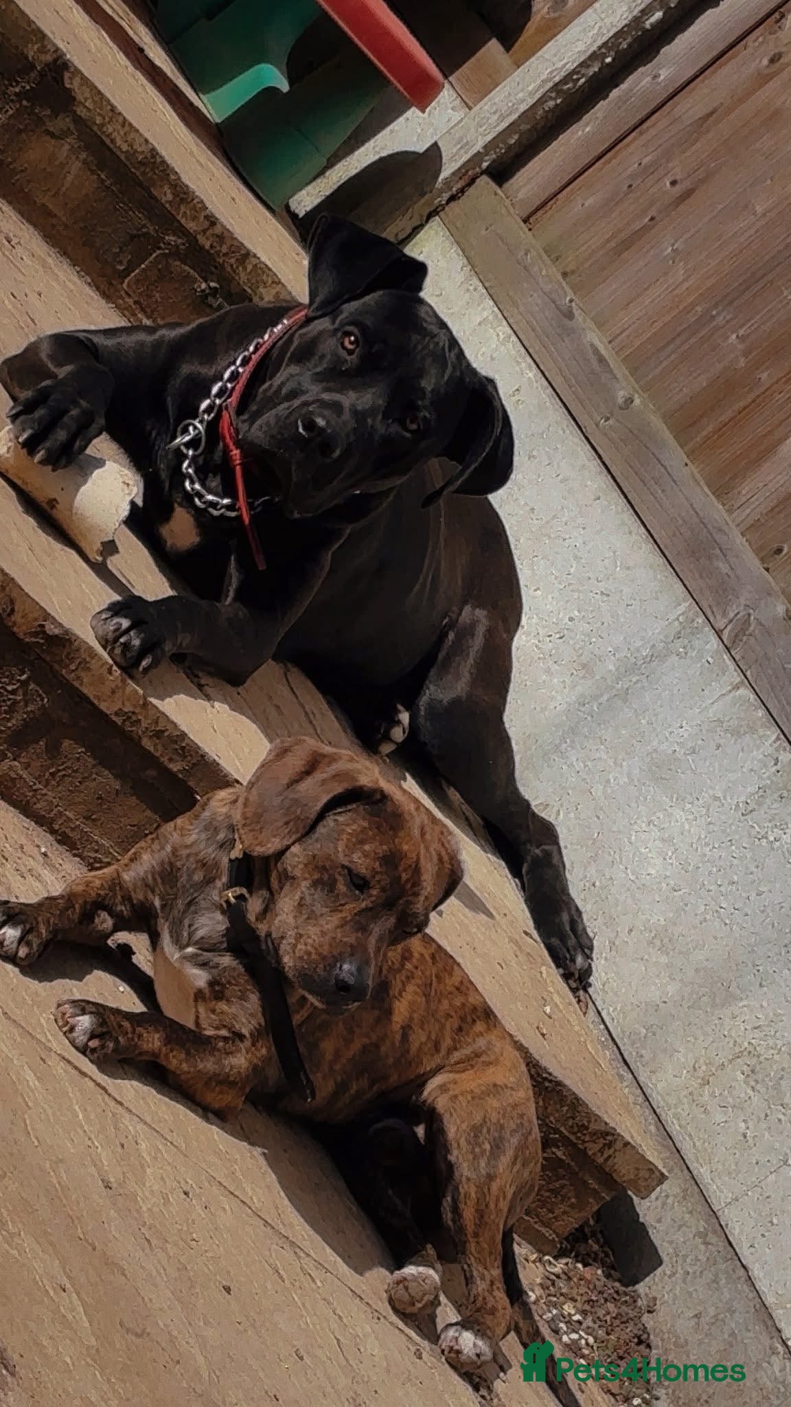 Mixed Breed dogs Cane corso x staff puppies  - Advert 1