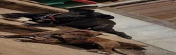 Mixed Breed dogs for sale: Cane corso x staff puppies  in Witham - Advert 1