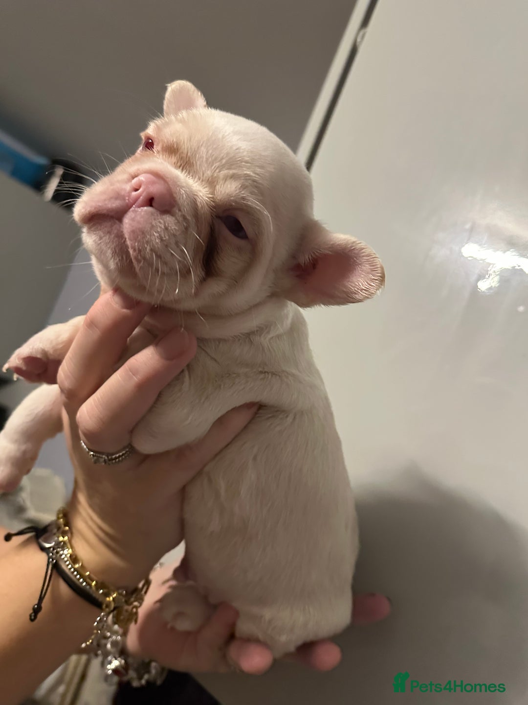 French Bulldog dogs for sale: French bulldogs - Advert 4