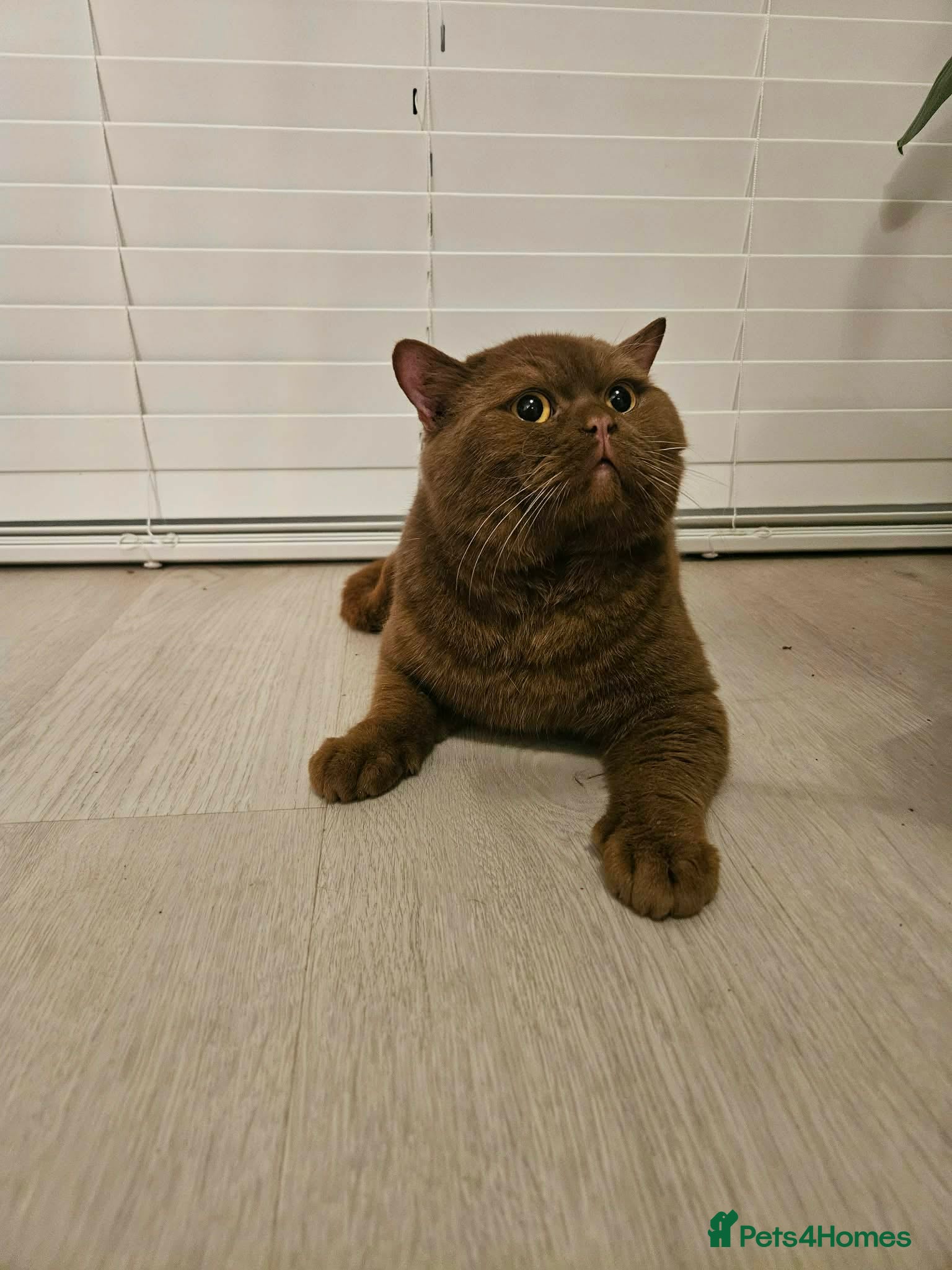 British Shorthair cats STUD FOR SALE cinnamon British shorthair  - Advert 4