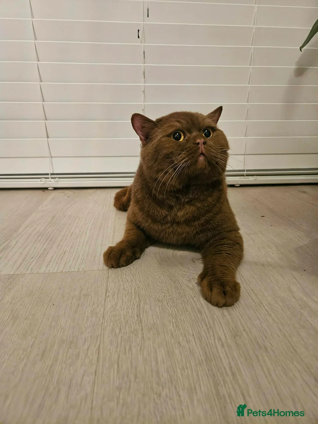 British Shorthair cats for sale: STUD FOR SALE cinnamon British shorthair  - Advert 1